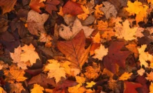 hojas de otoño en potrerillos