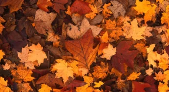 Potrerillos en otoño: un espectáculo de colores